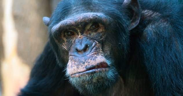 mean-chimp