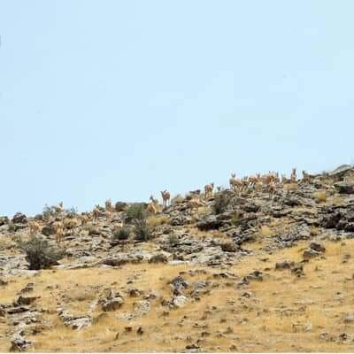 تبدیل بوستان جنگلی سرخه‌حصار به اکو پارک