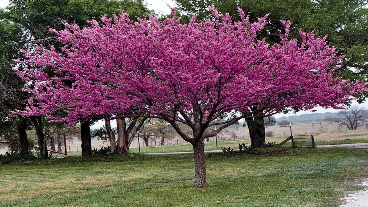 درختچه ارغوان زیباترین درختچه زینتی