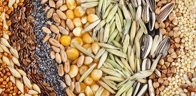 4 ماده طلایی برای افزایش طول عمر 4 ماده طلایی برای افزایش طول عمر