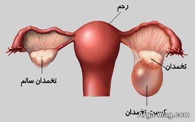 فواید باور نکردنی گیاه بومادران