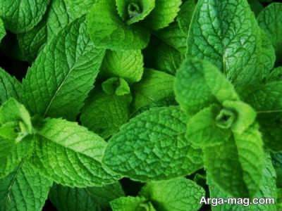 بررسی خواص پونه و عرق پونه