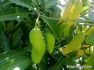 برگ انبه تسکین دهنده درد گوش