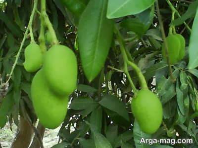 برگ انبه کاهنده سطح قند خون