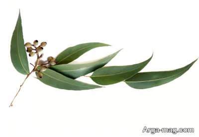 خواص برگ و روغن اکالیپتوس