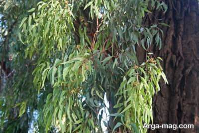 خاصیت ها و ویژگی های برگ اکالیپتوس
