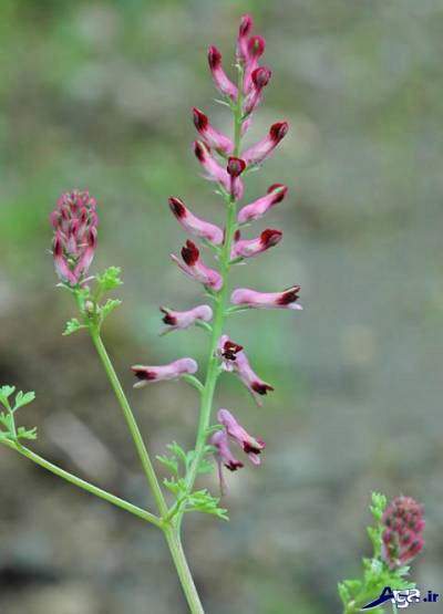 خواص درمانی عرق شاتره