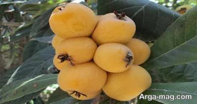 آشنایی با فواید مصرف هسته ازگیل