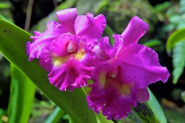 Garden of the Sleeping Giant and Sabeto Hot Springs, Viti Levu