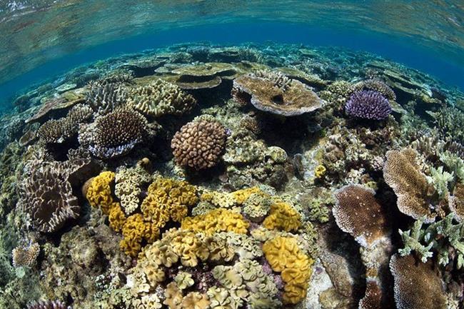 Great Astrolabe Reef, Kadavu