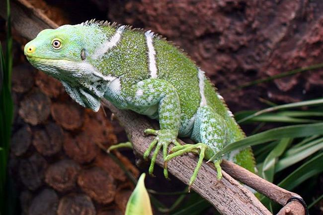 Kula Wild Adventure Park, Viti Levu