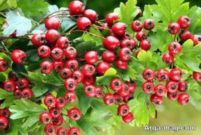 خواص عرق کیالک و دستور مصرف آن
