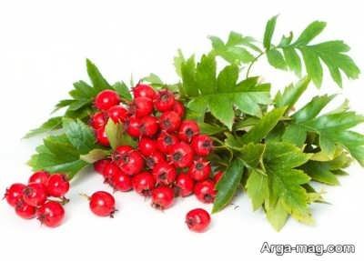 خواص عرق گیاه کیالک
