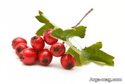 شناخت خاصیت های عرق کیالک