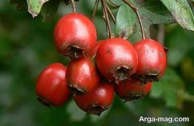 خاصیت های دارویی عرق کیالک