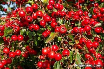 خواص درمانی عرق کیالک