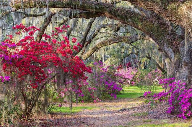 Magnolia Plantation and Gardens, Charleston, South Carolina, USA