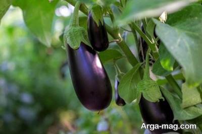 طرز تهیه سالاد بادمجان مجلسی خوش طعم