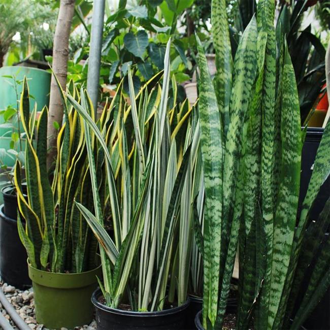 Sansevieria (Aka Snake Plant And Mother In Law's Tongue)