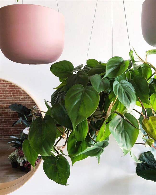 Pothos And Philodendrons