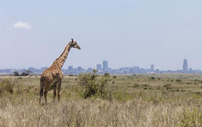 Nairobi National Park