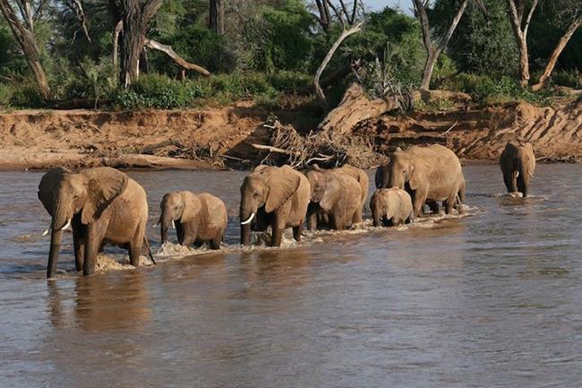 Samburu National Reserve