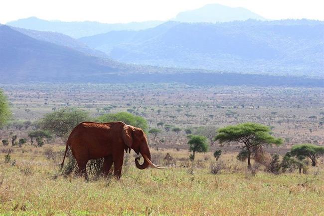 Tsavo National Park