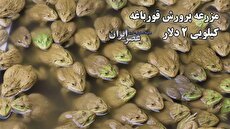 پرورش قورباغه در آسیا؛ مزه‌ای شبیه به مرغ دارد/ کیلویی 2 دلار (فیلم)