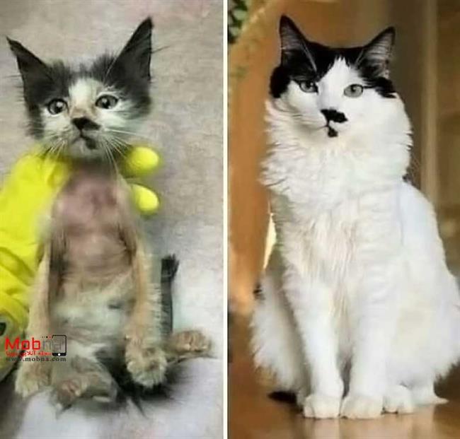 قبل و بعد گربه های خیابانی! (بخش اول)