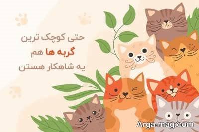 متن درباره گربه با مضامین زیبا و احساسی