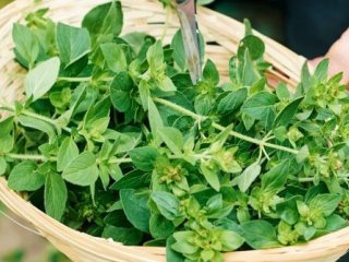 8 گیاه دارویی مفید برای کاهش فشار خون