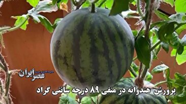 ببینید چطور هندوانه را در دمای منفی 89 درجه سانتی‌گراد قطب جنوب پرورش می‌دهند! (فیلم)