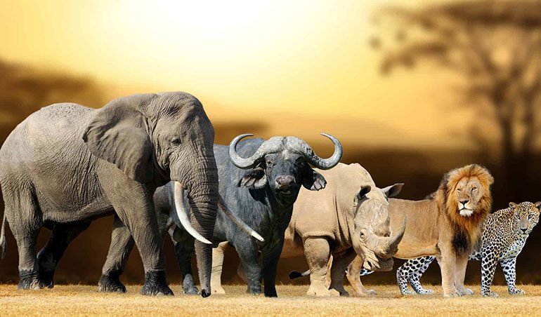 آشنایی با پنج حیوان بزرگ آفریقا