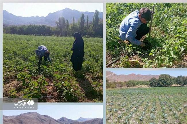 میوه