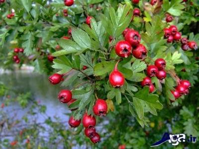 خواص زالزالک و فوایدی که شما را شگفت زده می کند