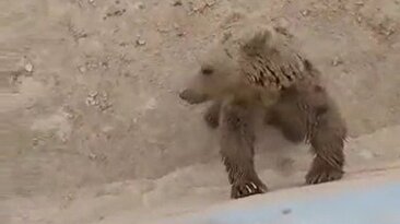 ببینید یک خرس مادر با دو توله‌اش چطور در یک استخر باغ سیب در منطقه دنا اسیر شدند (فیلم)
