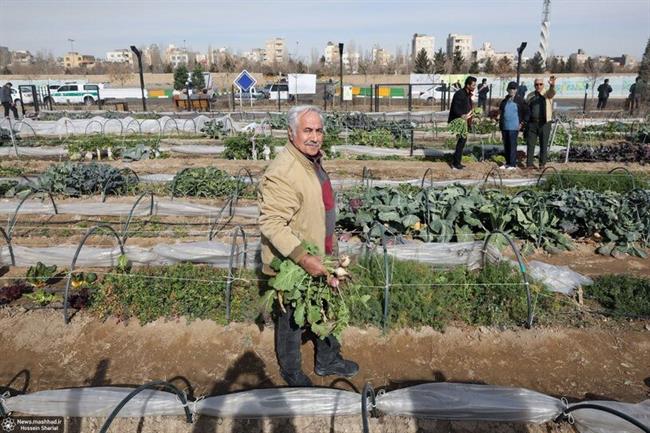 مزارع شهری مشهد