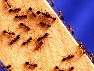 7 روش خانگی برای خلاصی از شر مورچه‌ها