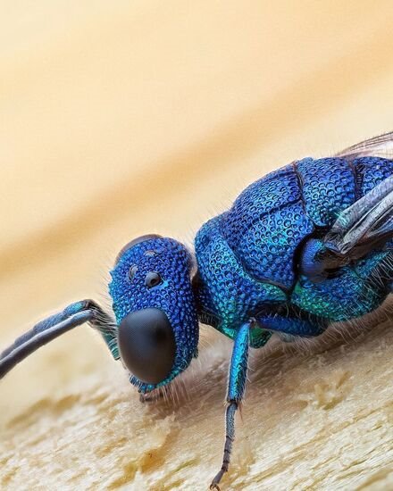 عکاسی پرتره از زنبور دم یاقوتی