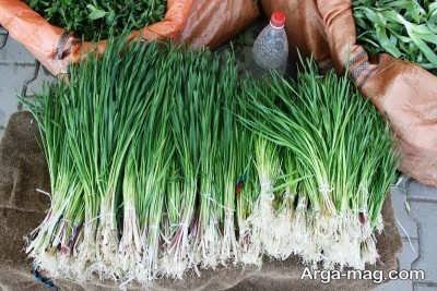 آشنایی با فواید گیاه شنگ