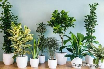 گل و گیاهان و تمیز بودن هوای خانه 