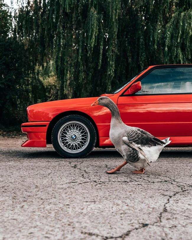 افسانه‌ای جاودان: ب‌ام‌و E30 M3 
