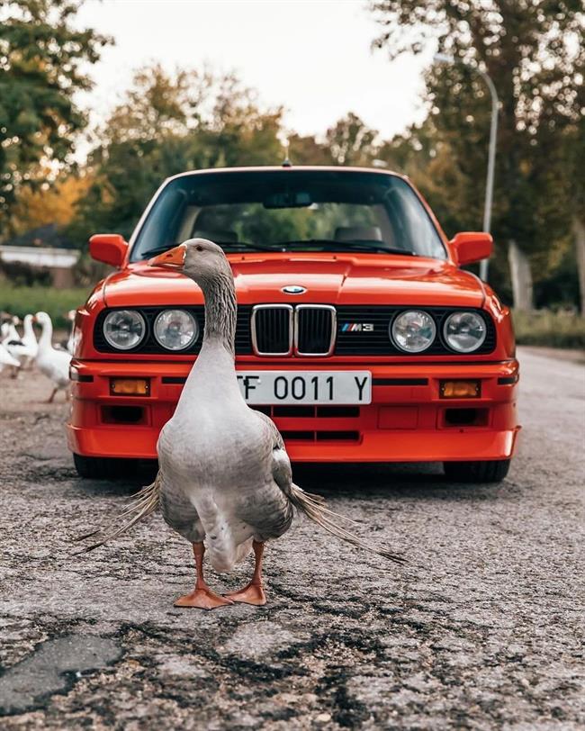 افسانه‌ای جاودان: ب‌ام‌و E30 M3 