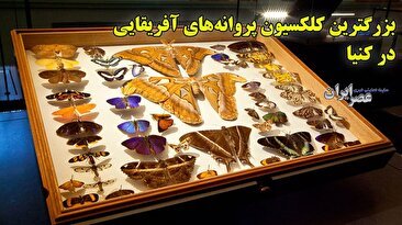 بزرگ‌ترین مجموعه پروانه‌های آفریقایی در جهان / حشراتی که نقش حیاتی در اکوسیستم دارند (فیلم)