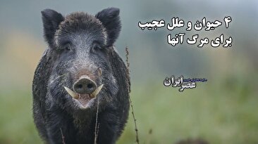 4 حیوانی که به علت عجیبی می‌میرند (فیلم)