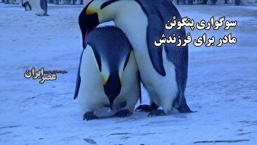 سوگواری پنگوئن مادر برای فرزندش / یک تراژدی عمیق (فیلم)