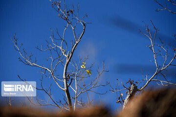 کاهش 59 درصدی بارش ها در چهارمحال و بختیاری