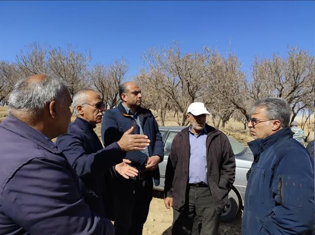 عملیات اجرایی اصلاح و نوسازی 15 هکتار باغات مزرعه امامیه در شهرستان سامان آغاز شد