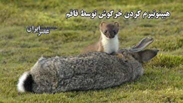 هیپنوتیزم کردن خرگوش توسط قاقم / یک توانایی جادویی عجیب (فیلم)