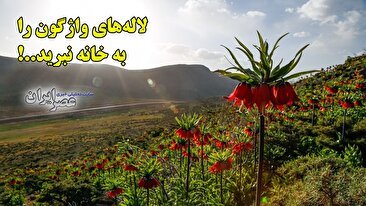 لاله‌های واژگون را به خانه نبرید..! تهدید گردشگران همچنان ادامه دارد (فیلم)
